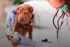 Curso Auxiliar de Veterinrio e Pet Shop / 60 horas