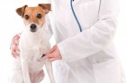 Curso Urgncia e Emergncia Veterinria / 50 horas