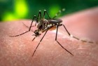 Curso Dengue, Preveno, Diagnstico e Tratamento / 60 horas